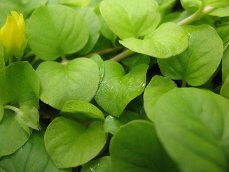 Green Leaved Creeping Jenny Plant