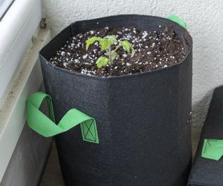 Grow bag in black with potatoes growing