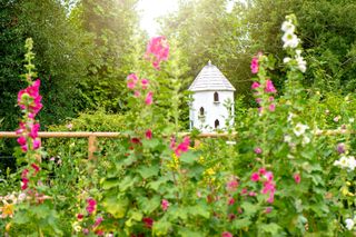 dovecote amongst hollyhocks