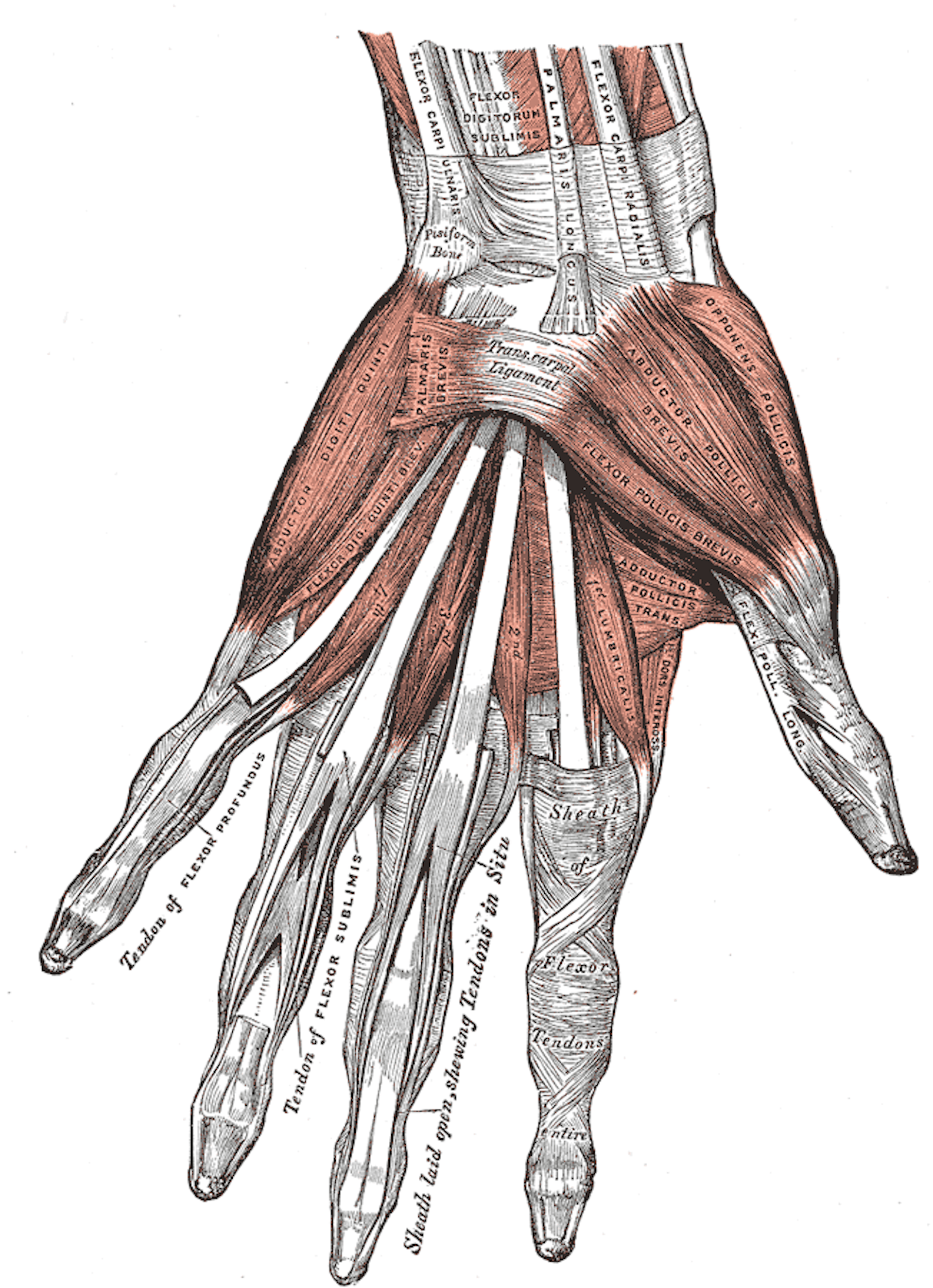 Drawing of the muscles in a human hand.