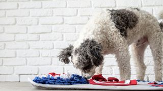 Dog snuffling on enrichment mat