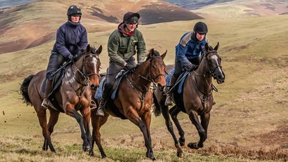 Hillwork for horses Thoroughbred racehorses working on their fitness regimes.