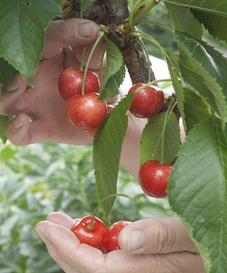 Red cherries being picked off a cherry tree by hand