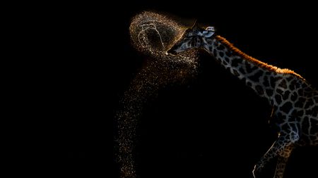 A giraffe shakes its head, creating a halo of sparkling water droplets against a dark background. The scene is dramatic and lively, highlighting the giraffe's silhouette