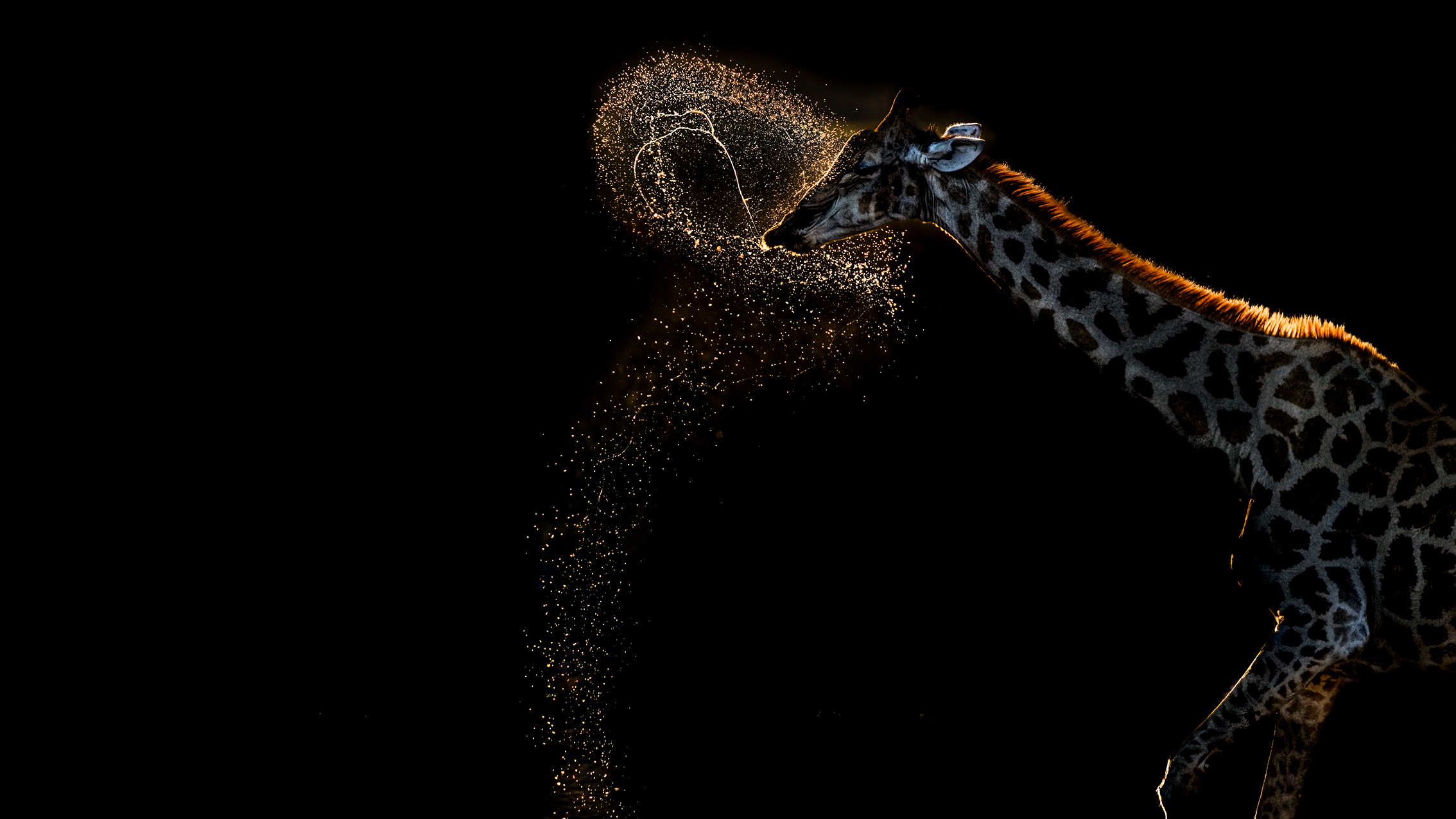 A giraffe shakes its head, creating a halo of sparkling water droplets against a dark background. The scene is dramatic and lively, highlighting the giraffe's silhouette