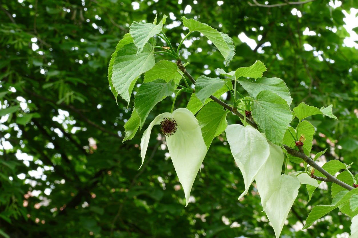 Dove Tree