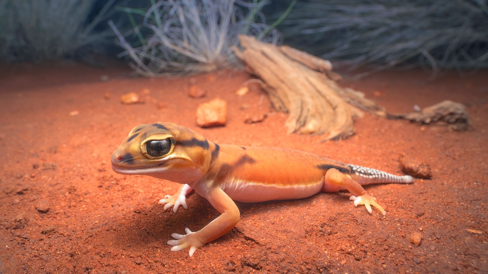 gecko resting on substrate