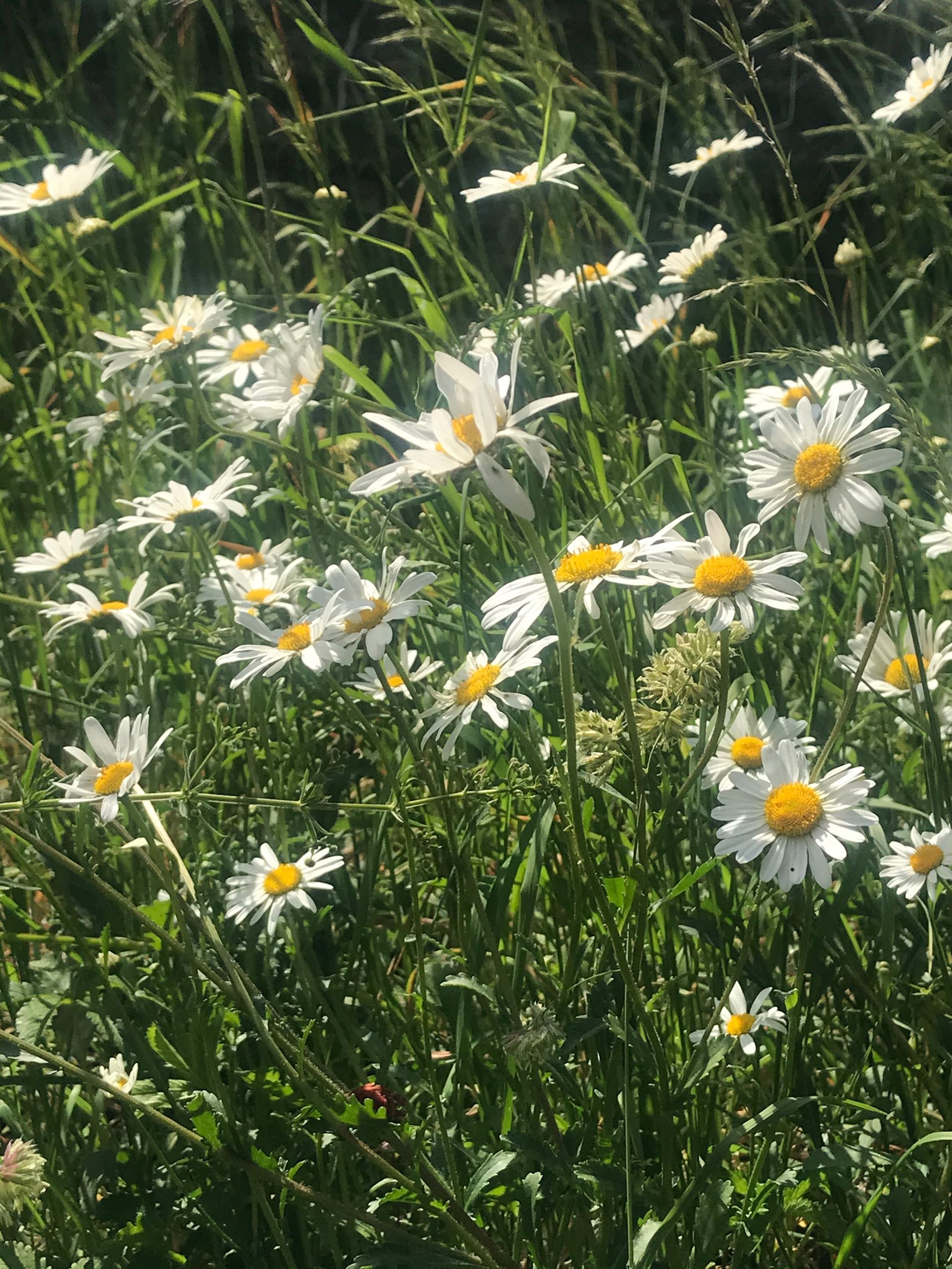 how-to-plant-a-wildflower-meadow-in-your-garden-try-this-alternative