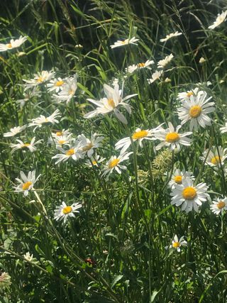 how to plant a wildflower meadow: ox-eye daisy