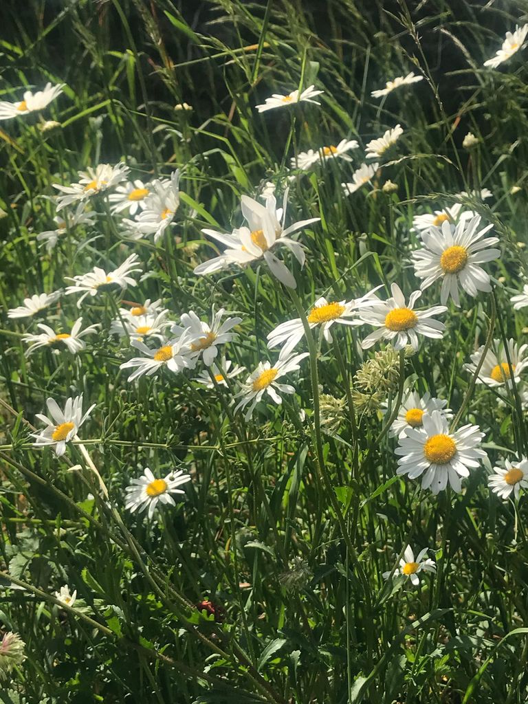 How To Plant A Wildflower Meadow In Your Garden: Try This Alternative ...