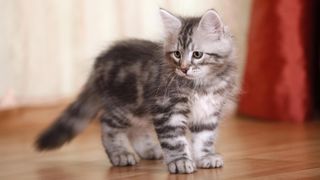 Siberian forest kitten