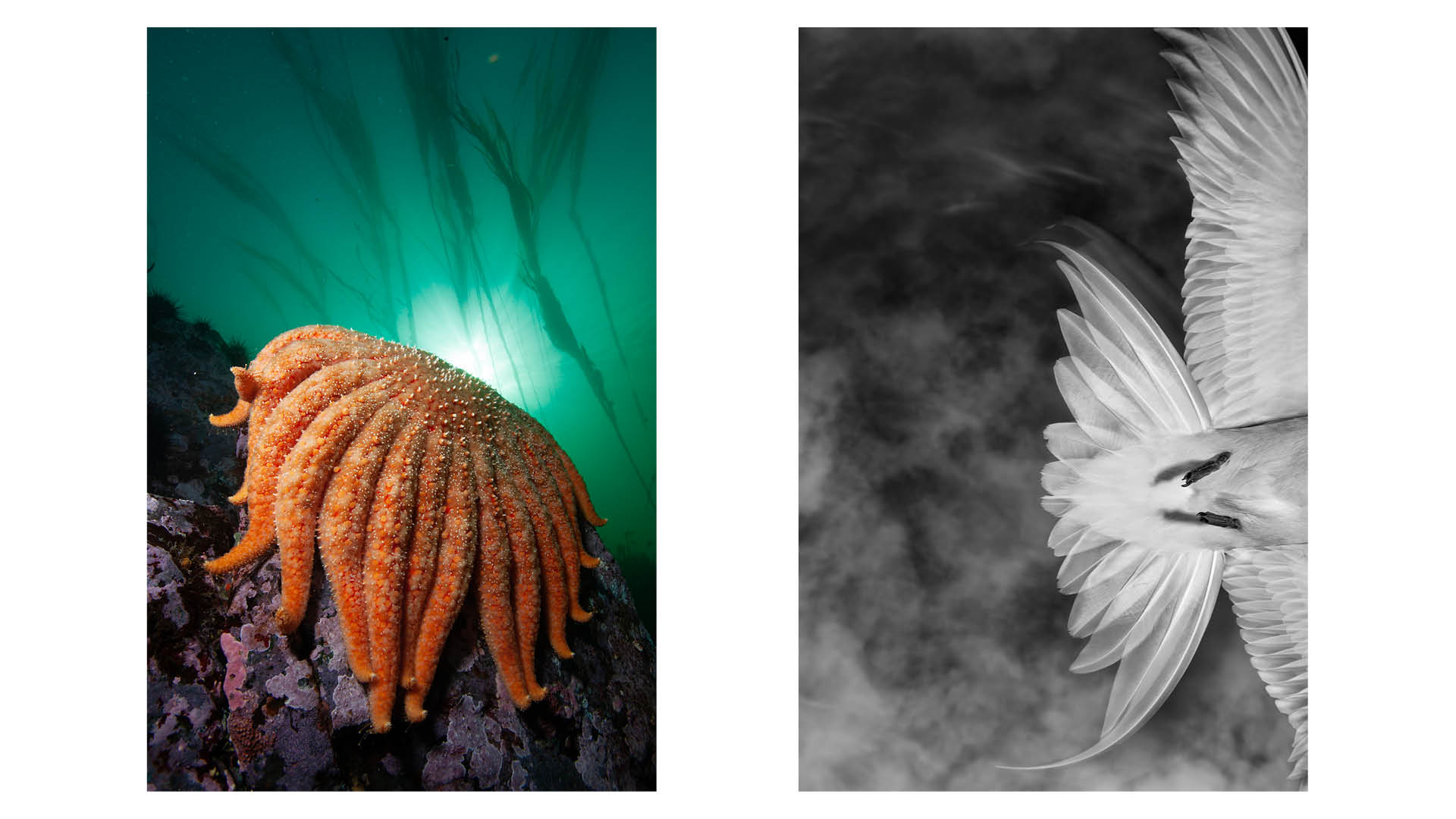 Two photographs by nature photographer Paul Nicklen. Left: an Arctic tern glides through the frame, Svalbard, Norway, 2007. Right: Sunflower sea star, Quadra Island, British Columbia, Canada, 2004