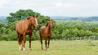 two chestnut horses in field together