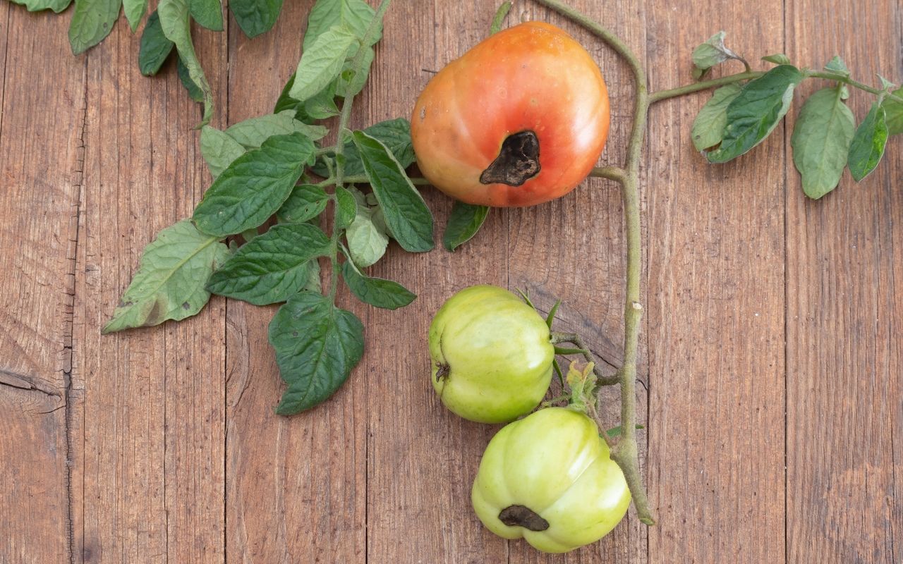 Tomatoes with root rot on a wooden background