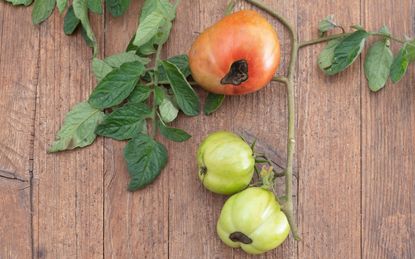 Tomatoes with root rot on a wooden background