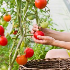 Picking ripe tomatoes from vine
