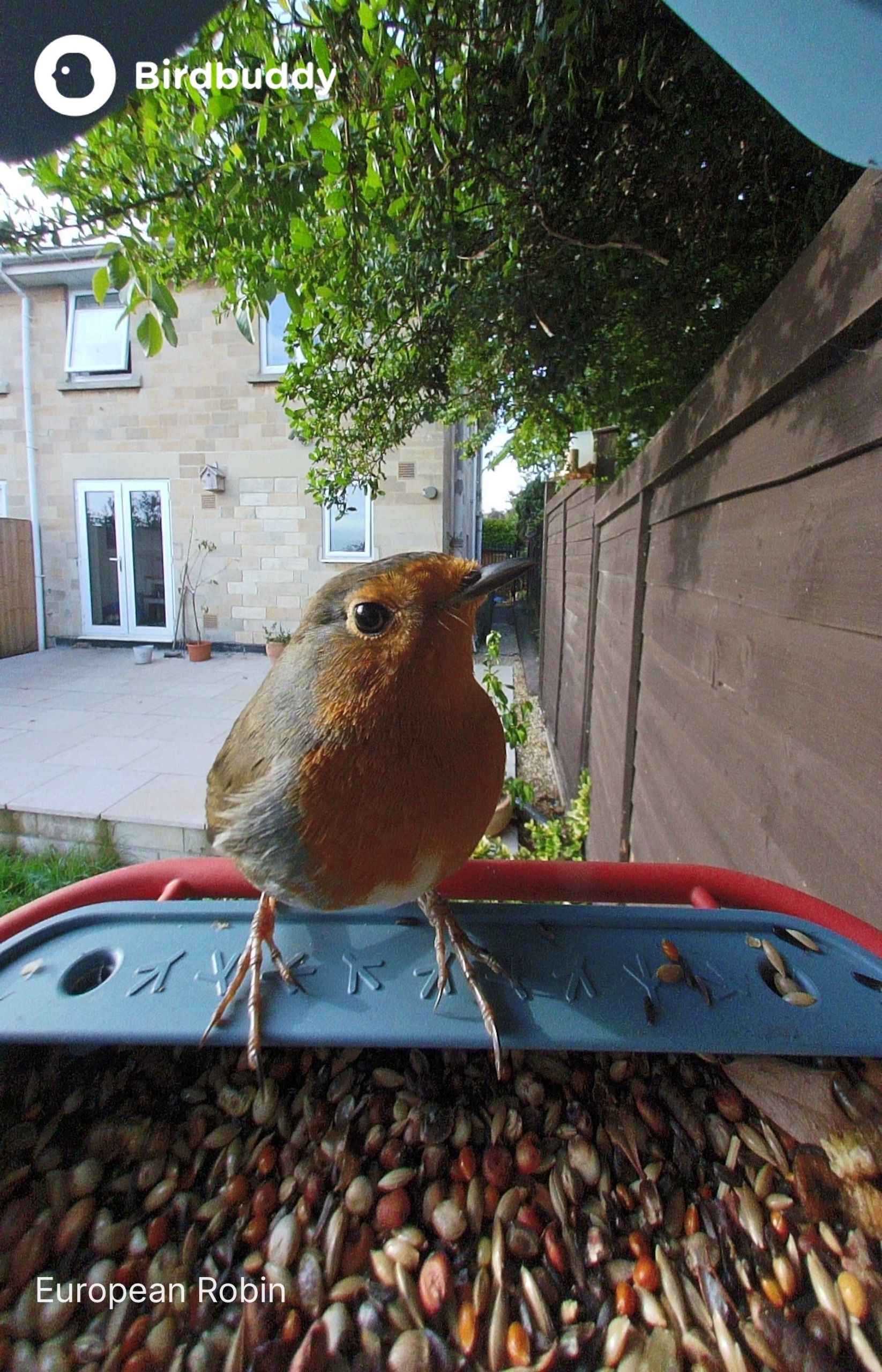 Un ave posada en el alimentador Bird Buddy 2