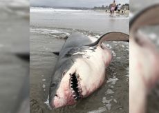 Killed great white shark