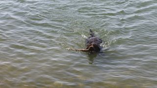 Brown dog swimming retrieving stick