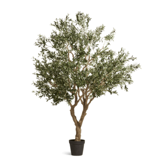 An olive tree in a black pot