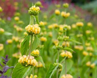 Yellow flowers and vibrant green leaves of Phlomis fruticosa or yellow clary