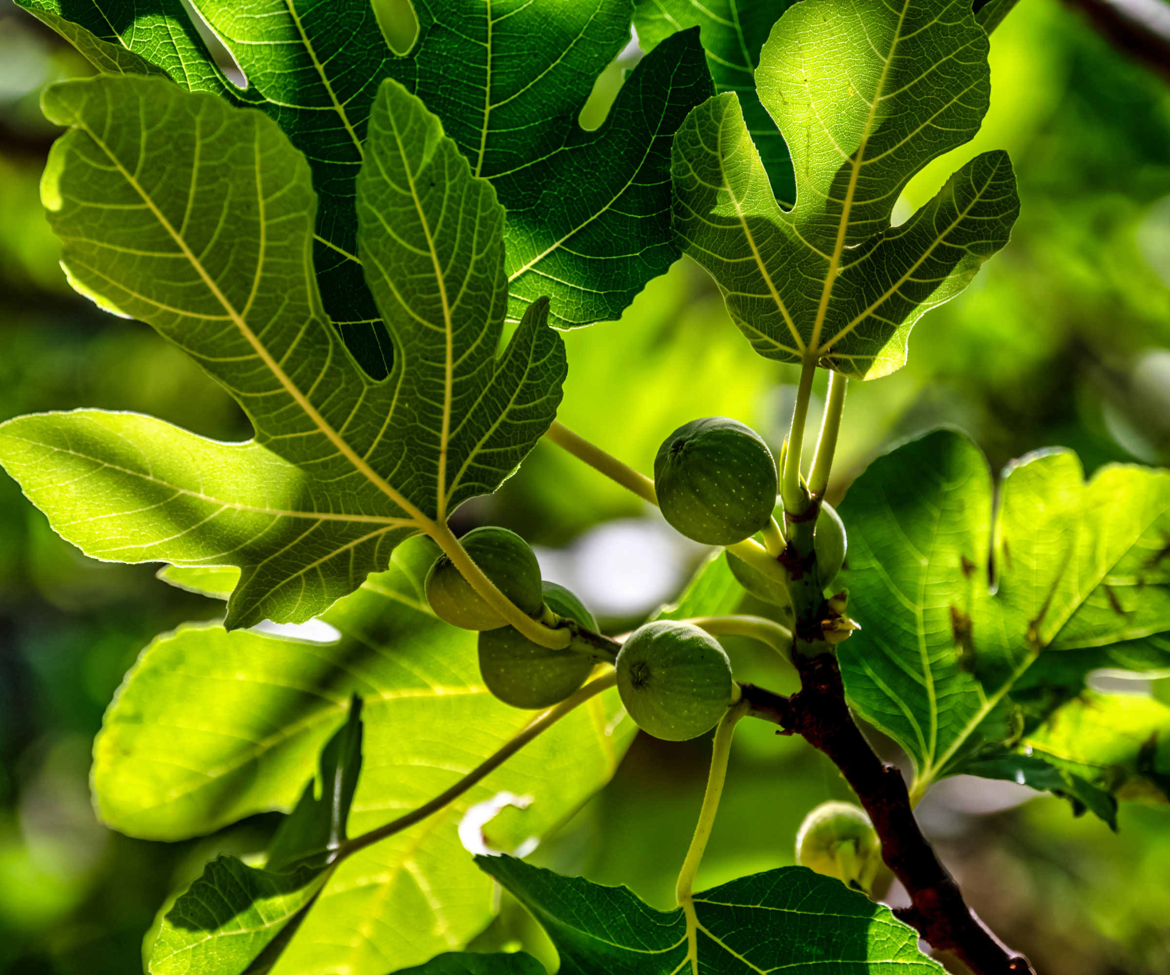 fig leaves and green fruits growing on tree