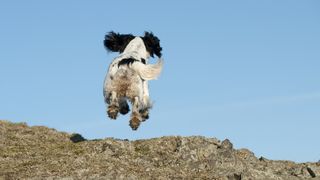 English springer spaniel running away from behind