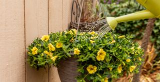 yellow watering can watering a hanging basket with yellow flowers