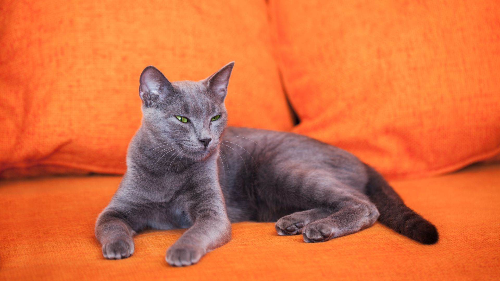 grey cat with narrow eyes on a bright orange couch