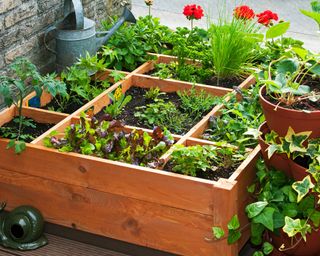 Raised bed divided into grids, growing salad and vegetable crops alongside flowers
