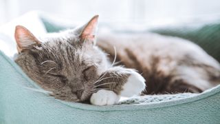 a grey cat sleeps on a cat bed