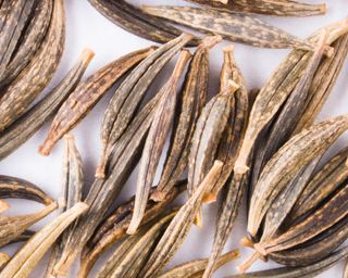 Cosmos seeds collected from dry cosmos flower head ready for storing