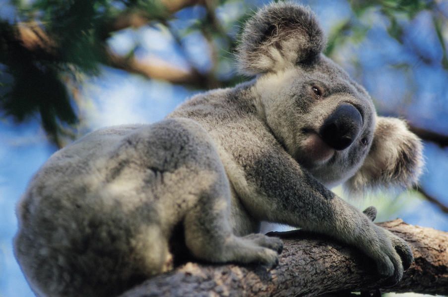 Why do koalas hug trees? Researchers say it&amp;#039;s to beat the heat