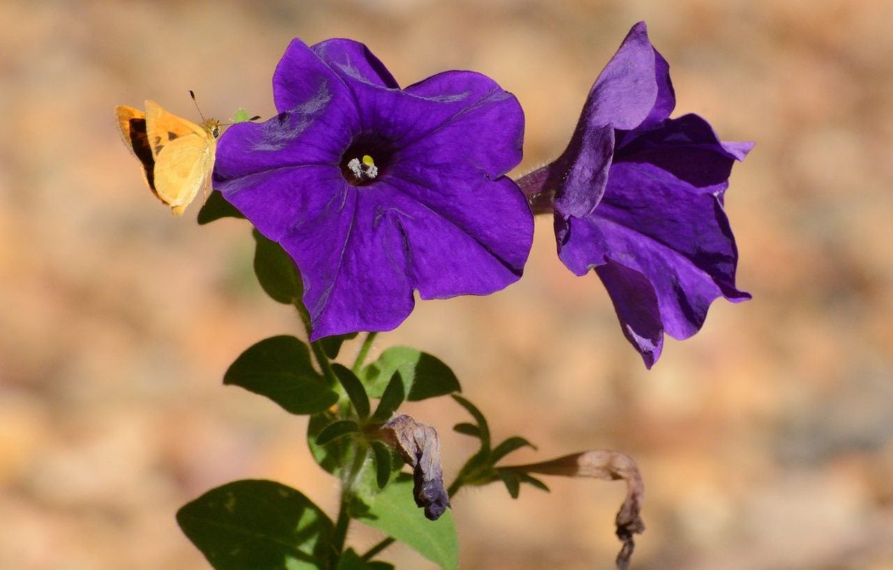 Purple Wilting Petunias