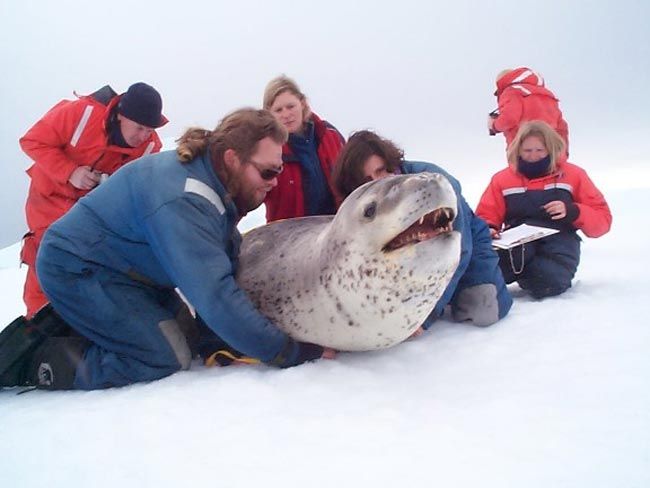 leopard seal eating human