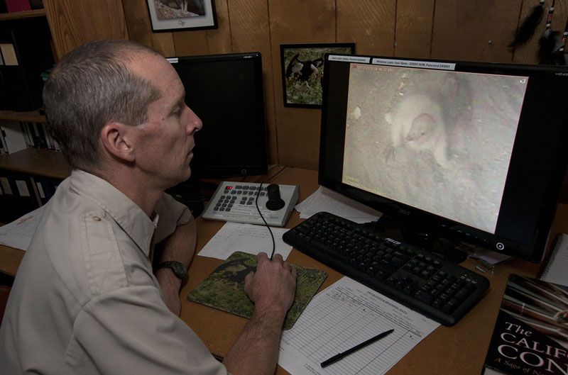 Senior zoo keeper Ron Webb monitors the new baby California condor chick recently born at the San Diego Zoo Safari Park.