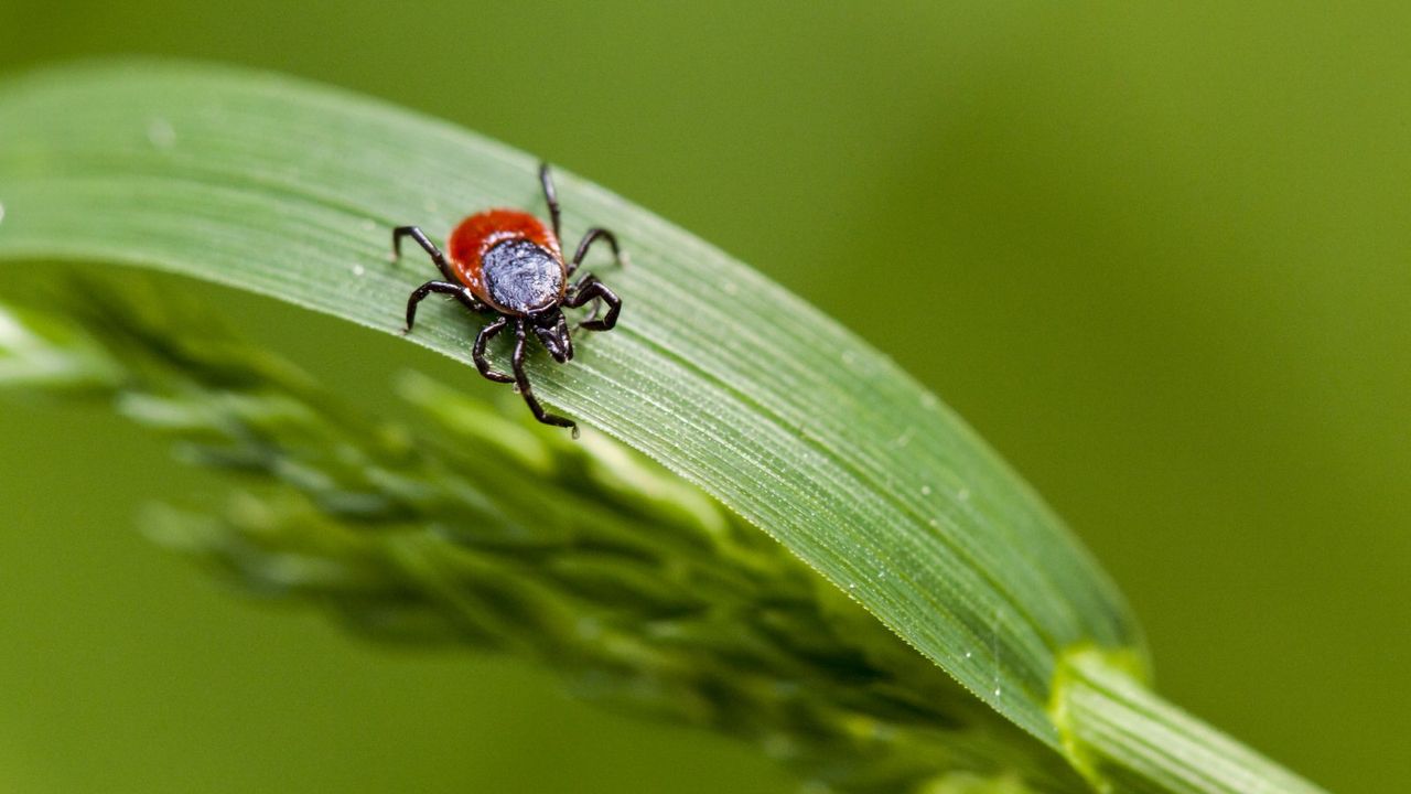 A red and black castor bean tick on a leaf