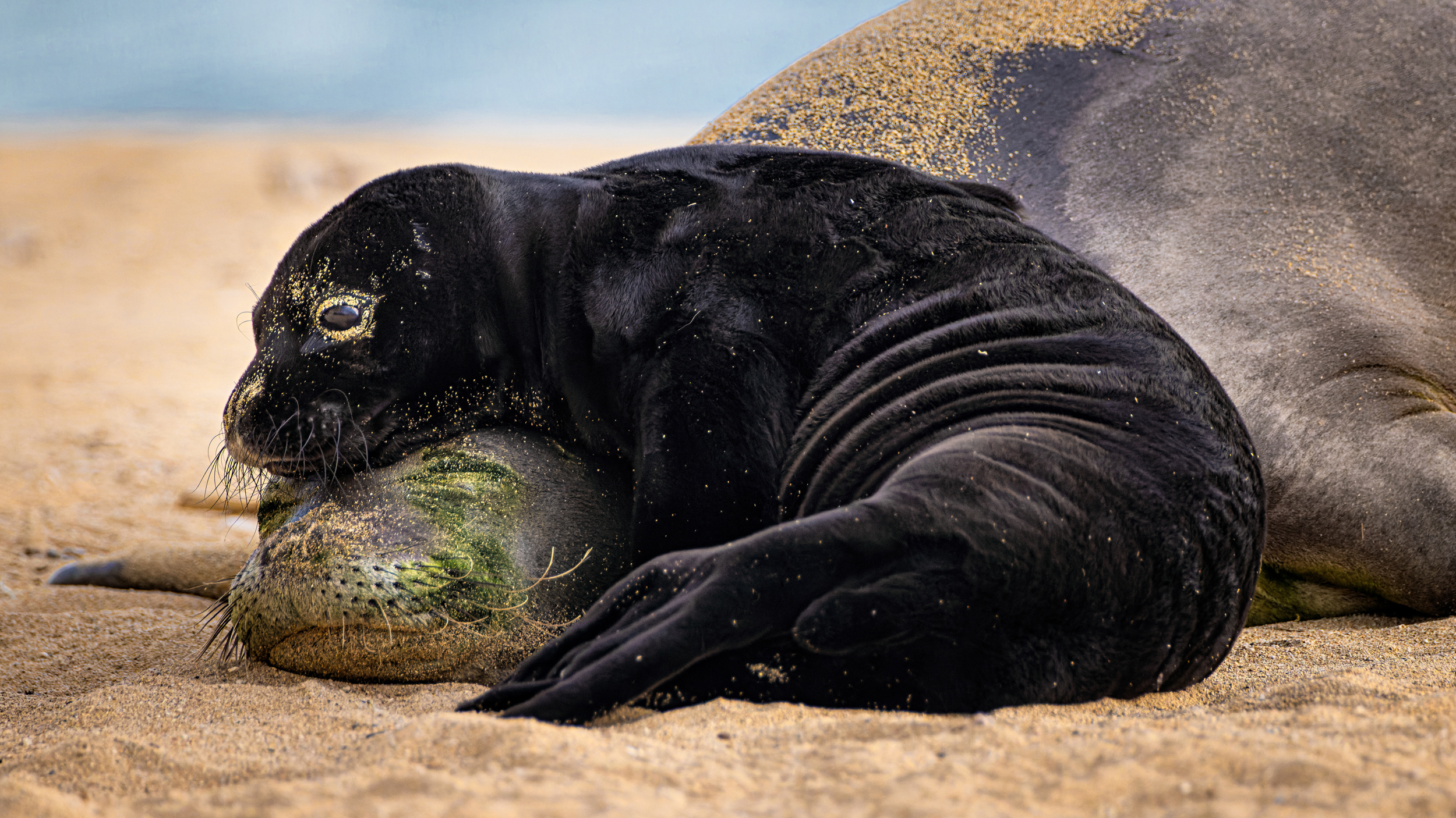 A black sea lion pup resting its head on the sandy head of its mother lying on the beach