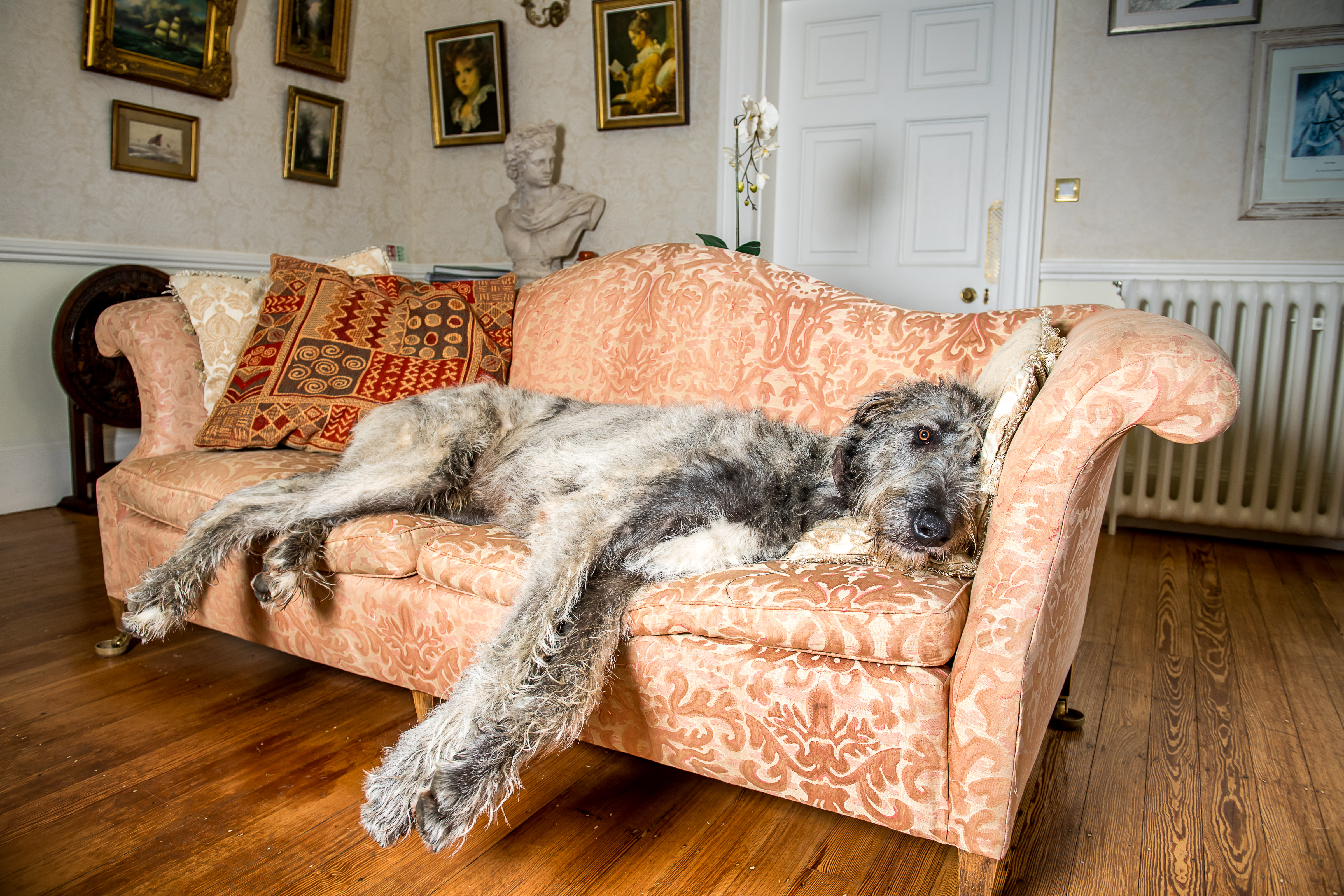 A large dog, possibly an Irish Wolfhound, lies stretched out on a couch, its legs sprawled across the cushions. The dog looks relaxed and content, resting its head on a pillow.