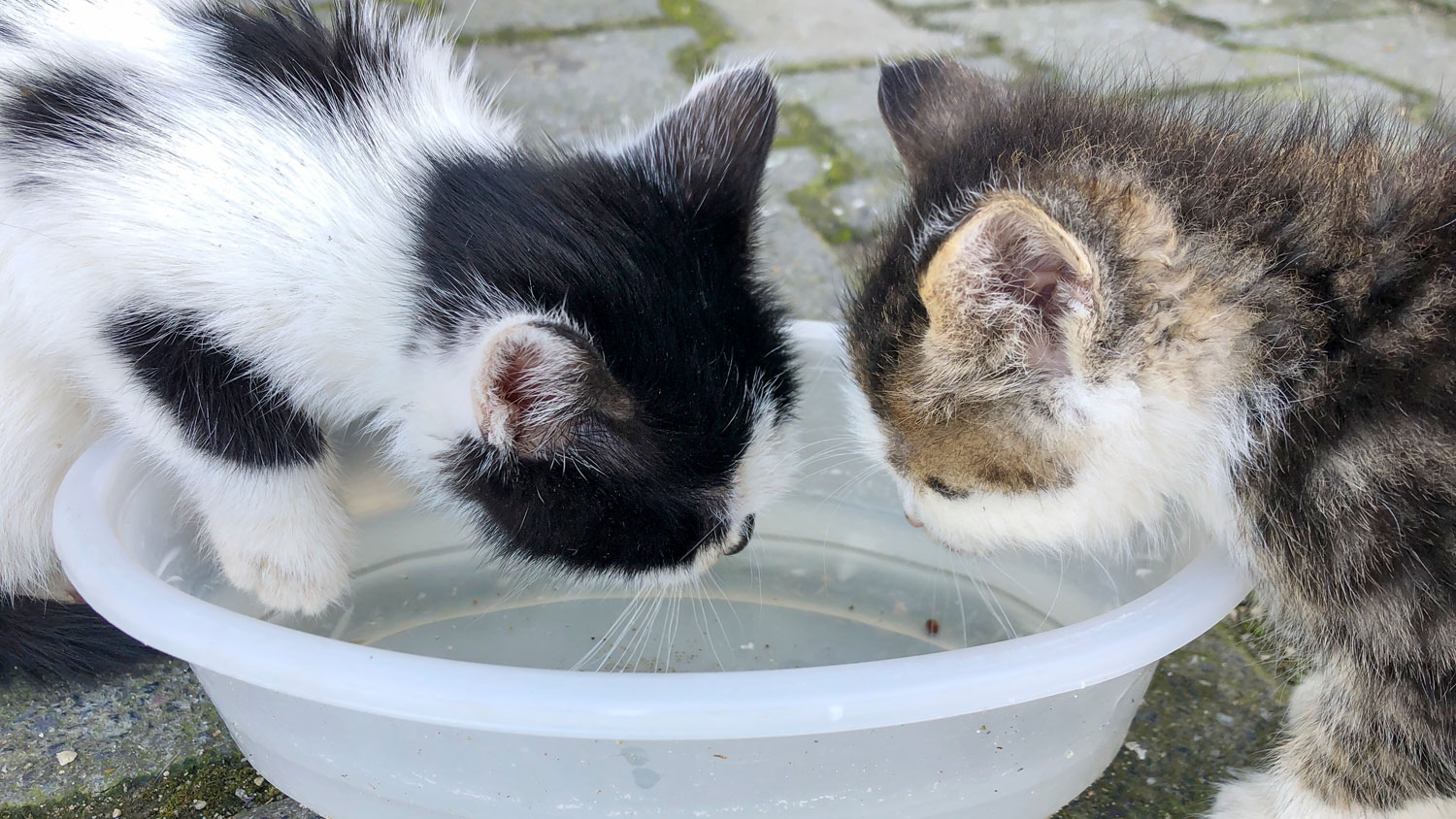 Why is my kitten drinking a lot of water? We spoke to a vet to find out