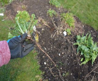 The long tap root of a dandelion plant