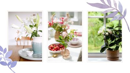 Collage of three different house plants - lillies, sweet peas and jasmine to illustrate the plants to make your house smell good