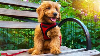 Miniature Goldendoodle puppy sitting on city park bench wearing harness