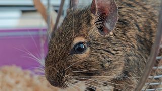 Degu