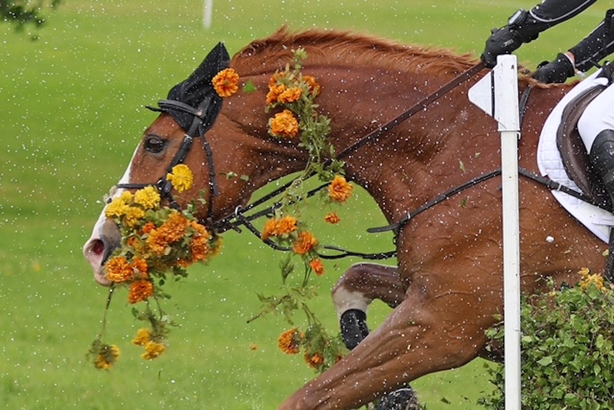 BRAMHAM 2026 NIGHT PROWLER FLOWERS 1STCLASSIMAGES FC