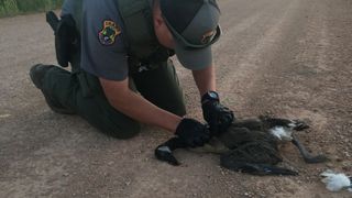 a uniformed wildlife official inspects a dead goose