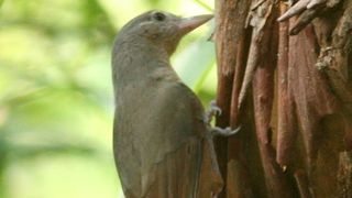 photo shows a small, brownish grey bird called the Rufous shrikethrush hanging onto the trunk of a tree
