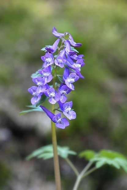 Fumewort Plant