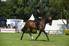 HorseNo111_RIHS15pn_30706.jpg