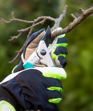 Pruning a tree with secateurs in autumn